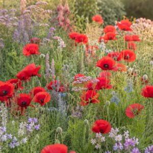 A vibrant poppy-filled wildflower meadow