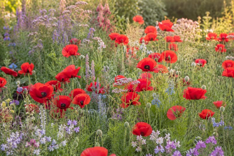 A vibrant poppy-filled wildflower meadow