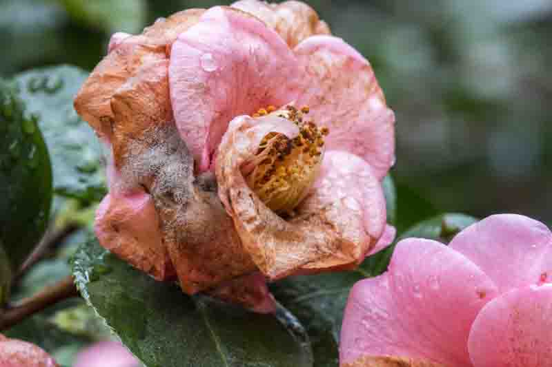Botrytis gray mold, caused by Botrytis cinerea, affects aging, damaged, or wet camellia flowers