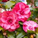 Pink Camellia flowers