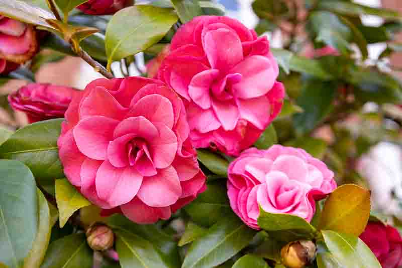 Pink Camellia flowers