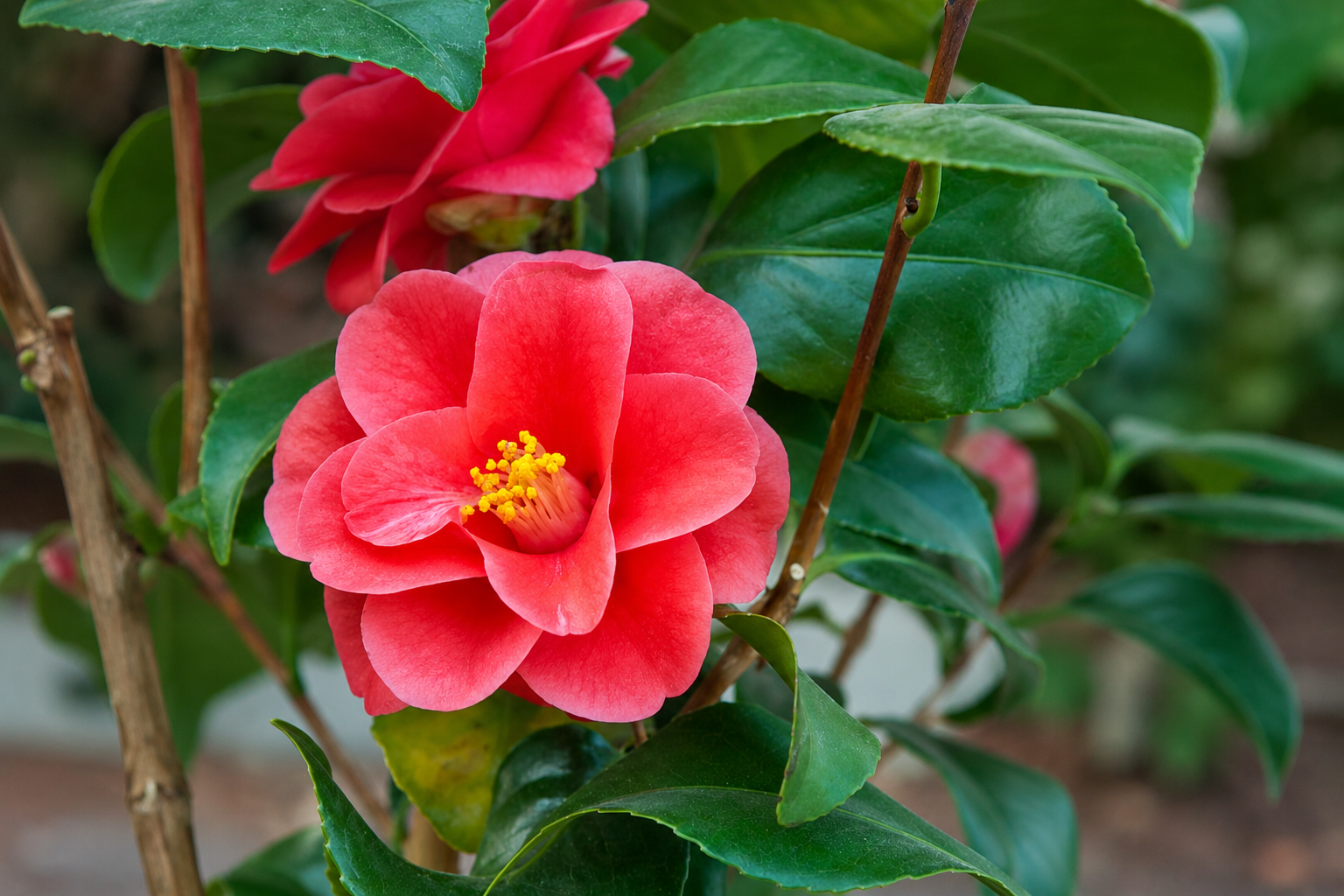 Camellia (Camellia reticulata 'Mary Williams')