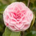 When Do Camellias Bloom? Month-by-Month Calendar