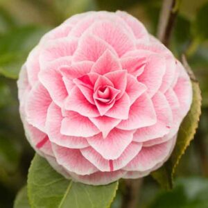 When Do Camellias Bloom? Month-by-Month Calendar