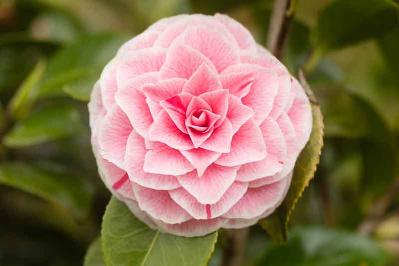 When Do Camellias Bloom? Month-by-Month Calendar