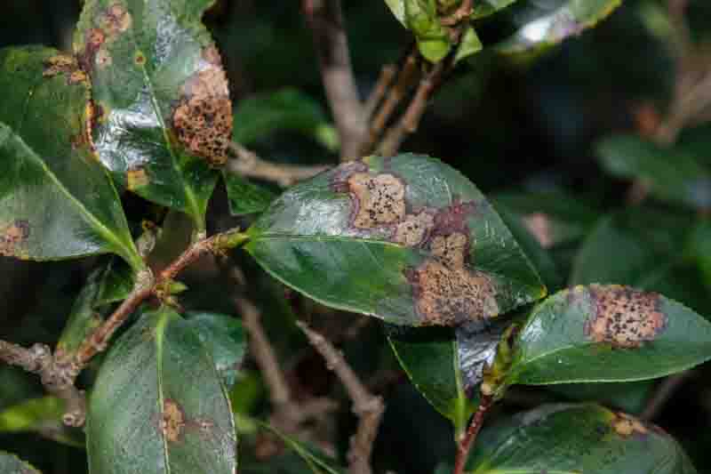 Camellia Leaf Blight