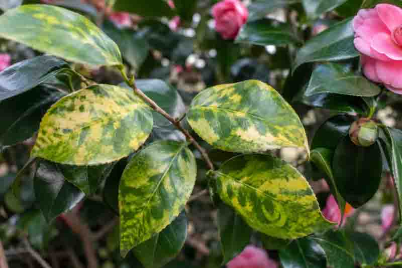 Camellia Leaves Have Irregular Yellow Mottling