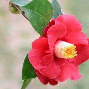 How to Prune Camellias Without Losing Flowers