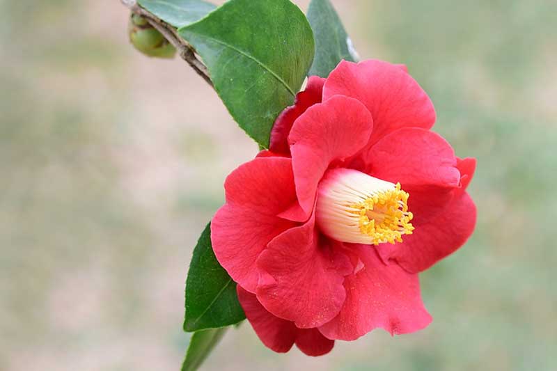 How to Prune Camellias Without Losing Flowers