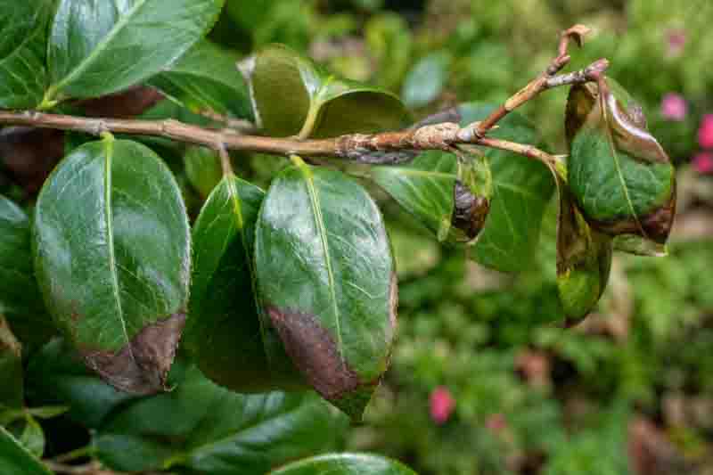 Camellia dieback and canker