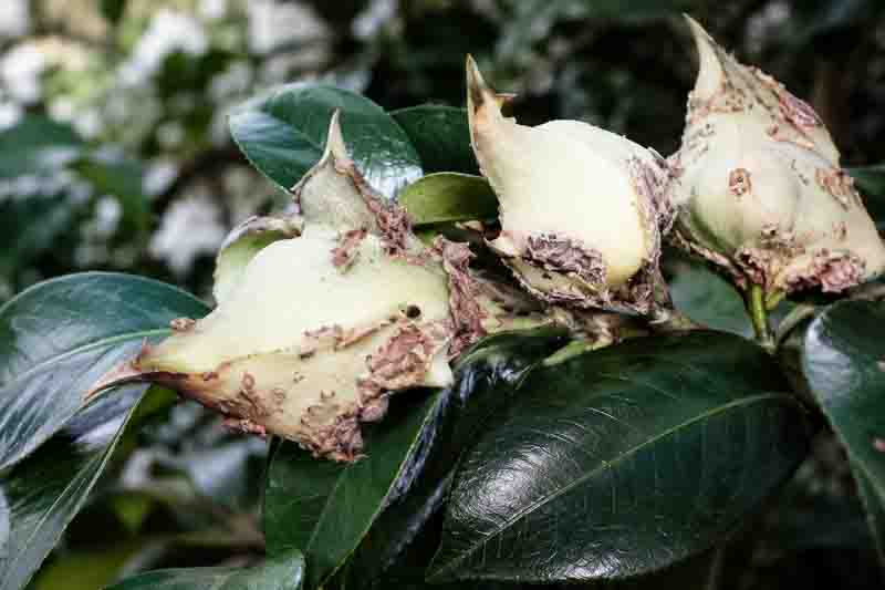 Camellia leaf gall