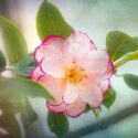 Camellia types, japonica, sasanqua, and others