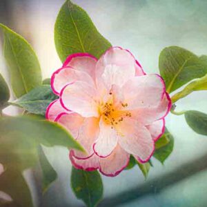 Camellia types, japonica, sasanqua, and others