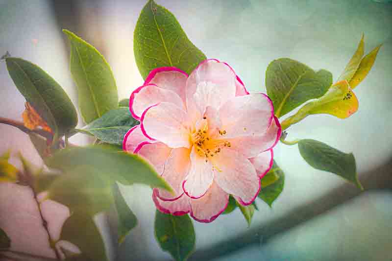 Camellia types, japonica, sasanqua, and others