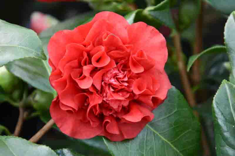 Camellia x williamsii 'Ruby Wedding'