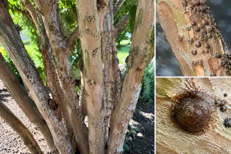 Crape Myrtle Bark Scale, Bark textures and scale infestations