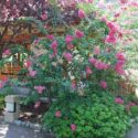 Lagerstroemia, Crape myrtle, Crepe myrtle
