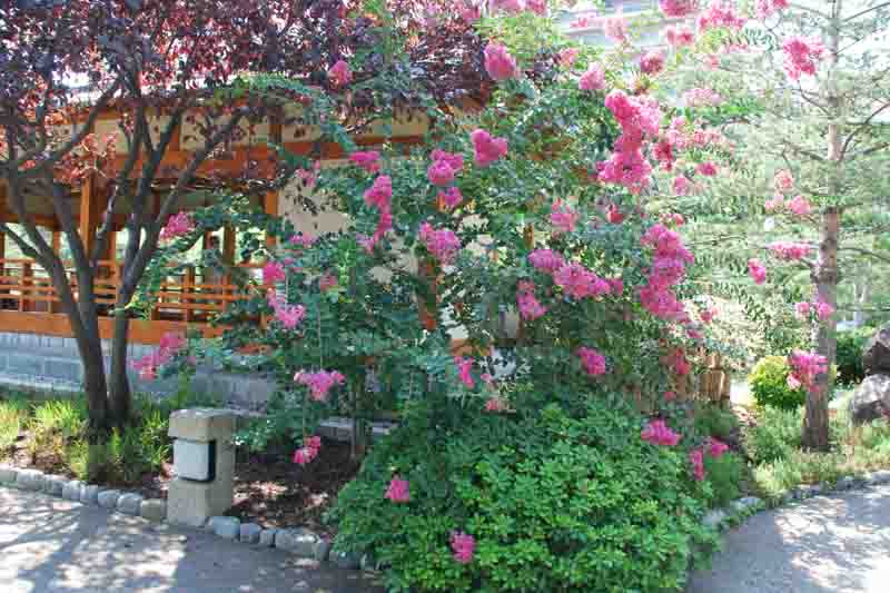 Lagerstroemia, Crape myrtle, Crepe myrtle