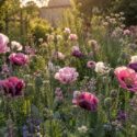 Golden hour in the poppy garden
