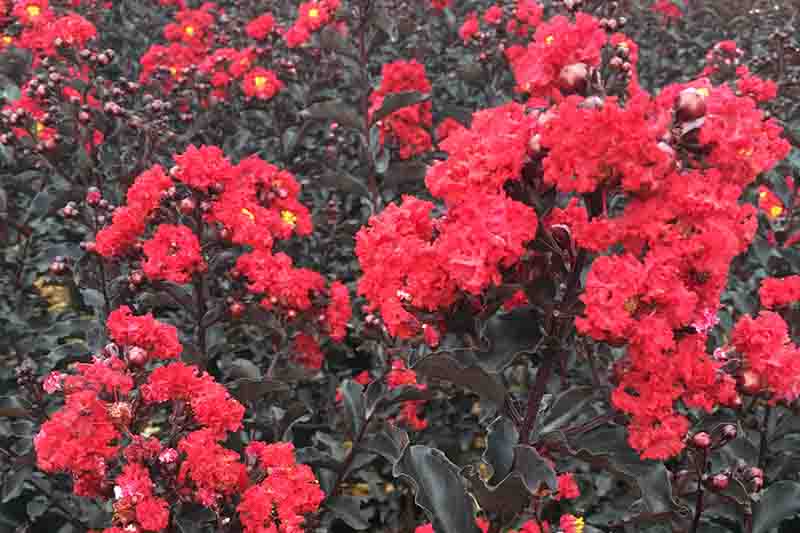 Lagerstroemia 'Ebony Flame', Crape Myrtle 'Ebony Flame', Crapemyrtle 'Ebony Flame', Dark leaves Crape Myrtle, Shrub, Red Flowers, Red Crape Myrtle