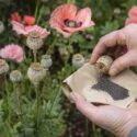 How to Collect Poppy Seeds, Harvesting poppy seeds in the garden