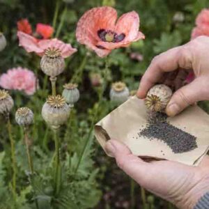 How to Collect Poppy Seeds, Harvesting poppy seeds in the garden