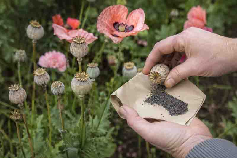 How to Collect Poppy Seeds, Harvesting poppy seeds in the garden