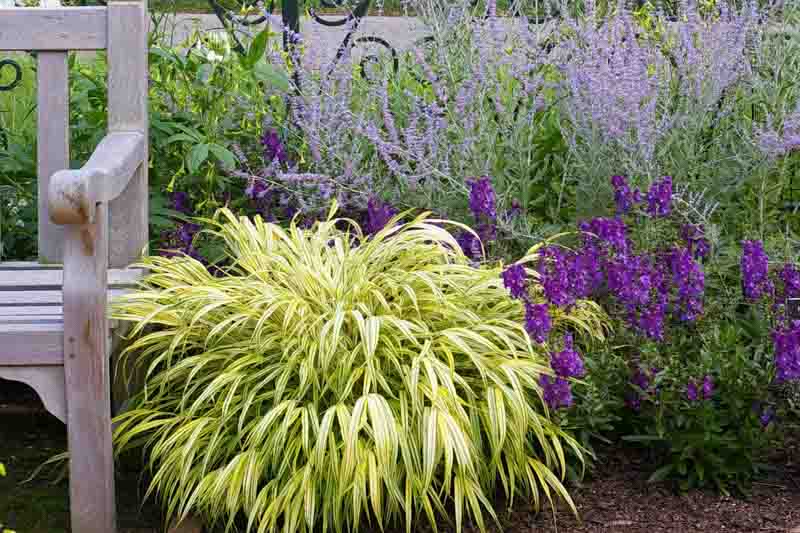 Hakone grass in a shaded garden border