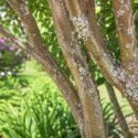 Lagerstroemia Bark Scale, Crape Myrtle Bark Scale
