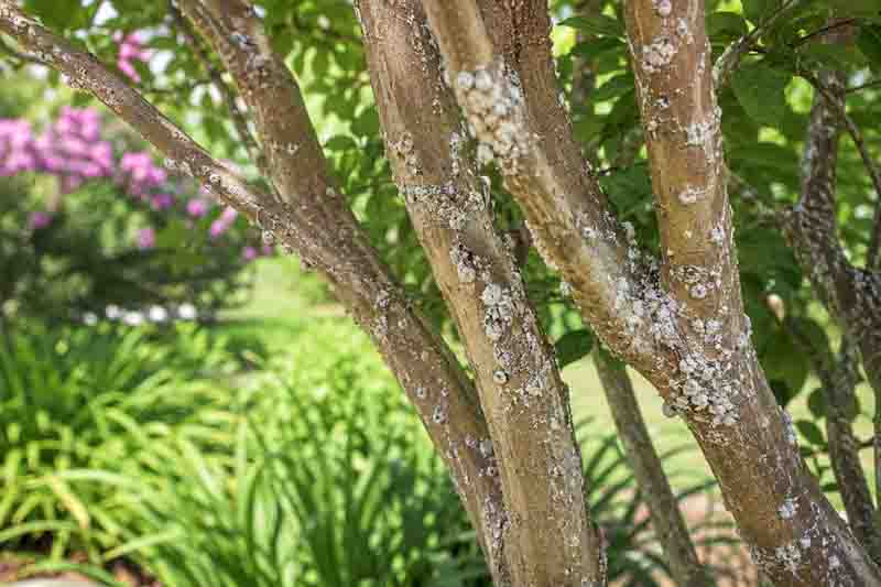 Lagerstroemia Bark Scale, Crape Myrtle Bark Scale