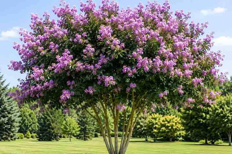Lagerstroemia Catawba, Crape Myrtle, Crepe Myrtle