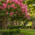 Lagerstroemia, Crepe Myrtle, Serene garden with pink flowering tree, Why Is My Crape Myrtle Not Blooming?