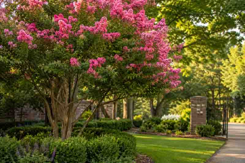 Lagerstroemia, Crepe Myrtle, Serene garden with pink flowering tree, Why Is My Crape Myrtle Not Blooming?