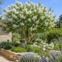 Lagerstroemia, Crepe myrtle, Serene Mediterranean garden with white blossoms