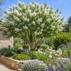 Lagerstroemia, Crepe myrtle, Serene Mediterranean garden with white blossoms