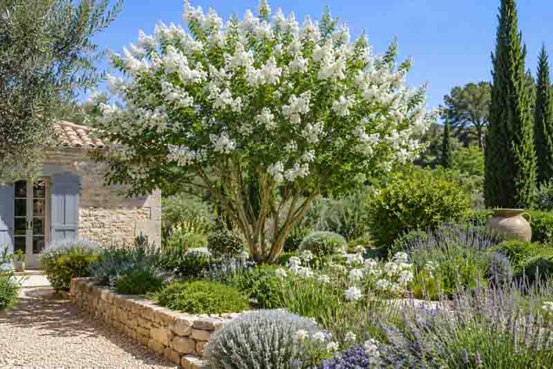 Lagerstroemia, Crepe myrtle, Serene Mediterranean garden with white blossoms