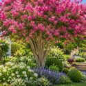 Lagerstroemia, Crepe myrtle, Sunny backyard garden with pink blossoms