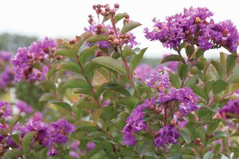 Lagerstroemia Infinitini® Purple, Crape Myrtle Infinitini® Purple, Crapemyrtle Infinitini® Purple, Shrub, Purple Flowers, Purple Crape Myrtle, Dwarf Crape Myrtles