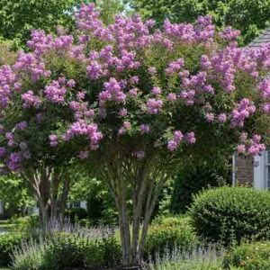 Lagerstroemia Muskogee, Sunny suburban garden with blooming crepe myrtle tree