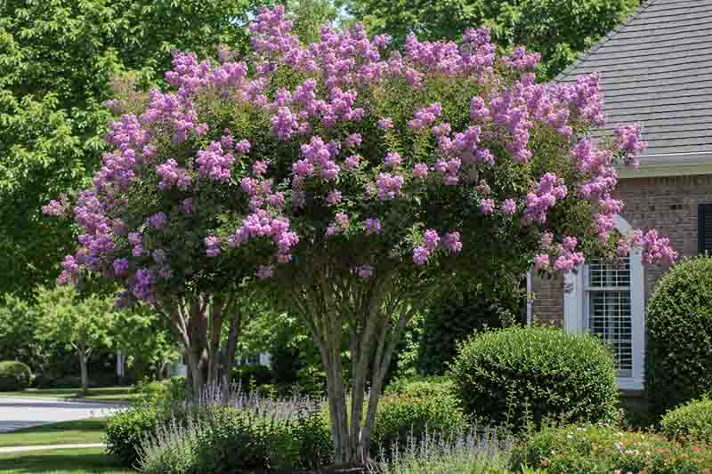 Lagerstroemia Muskogee, Sunny suburban garden with blooming crepe myrtle tree