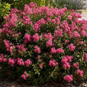 Lagerstroemia Pocomoke, Crepe myrtle, Crape myrtle