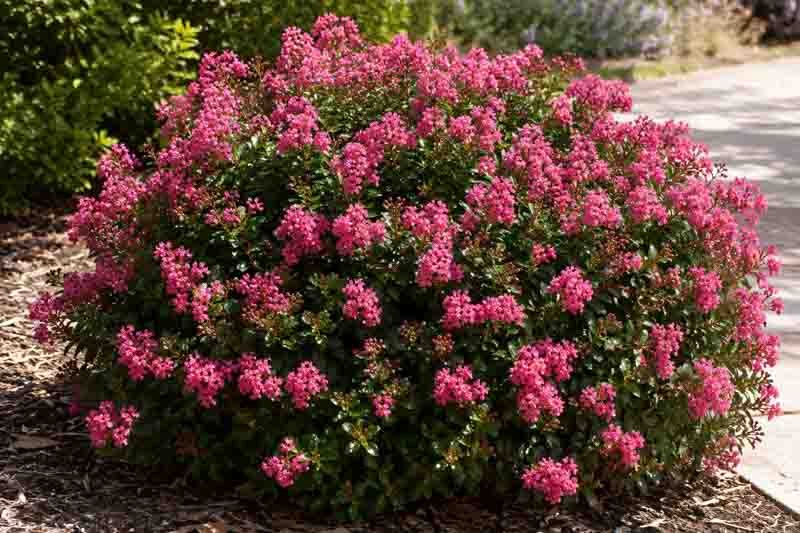 Lagerstroemia Pocomoke, Crepe myrtle, Crape myrtle