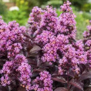 Lagerstroemia Thunderstruck Lavender Blast
