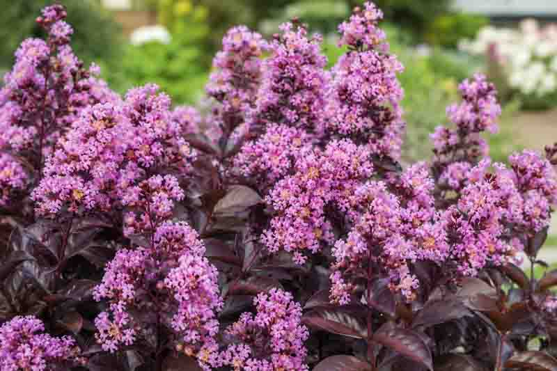 Lagerstroemia Thunderstruck Lavender Blast