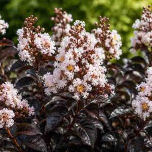Lagerstroemia Thunderstruck White Flash