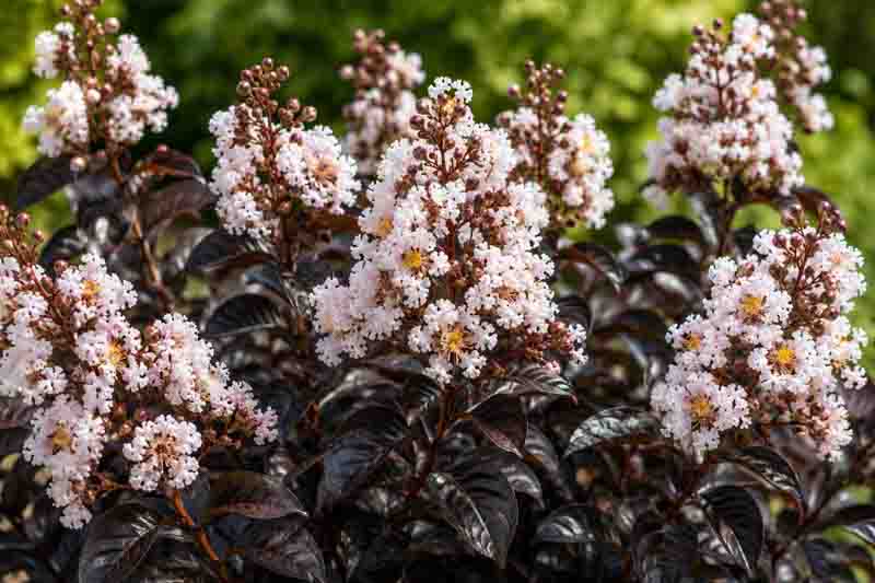 Lagerstroemia Thunderstruck White Flash
