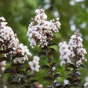 Lagerstroemia Thunderstruck White Lightning