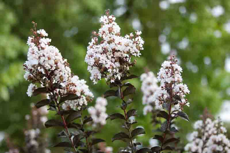 Lagerstroemia Thunderstruck White Lightning