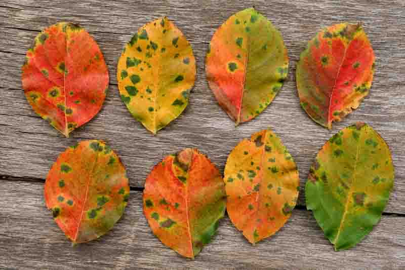 Lagerstroemia (crape myrtle) leaves with Cercospora leaf spot on a natural weathered wooden surface