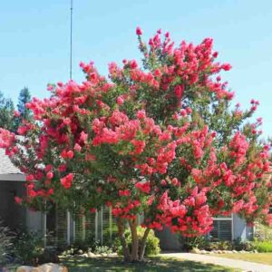 Lagerstroemia Tuscarora, A graceful Tuscarora crape myrtle stands with a naturally irregular canopy in bright summer light